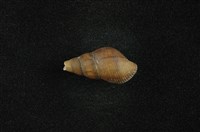 藏品(川蜷)的圖片